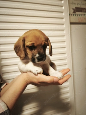 Donez Cățelusa cooker spaniel metis - imagine 2