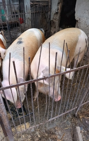 Porc de aprox 140 kg