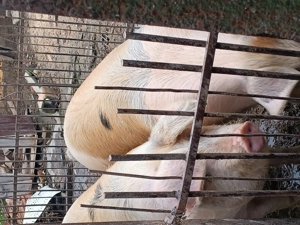 Porc de aprox 140 kg - imagine 2