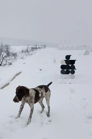 Vând câine brac german  - imagine 2