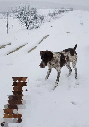 Vând câine brac german  - imagine 3