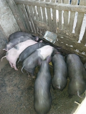 Vand purcei de 3 luni - imagine 2