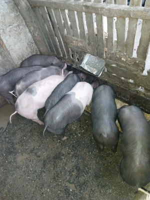 Vand purcei de 3 luni