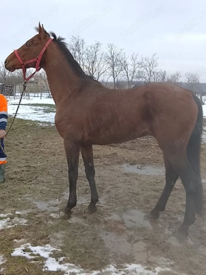 De vânzare cal pur sânge englez .  - imagine 4