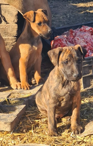 Kamikaze Terier caini de sobolani - imagine 4