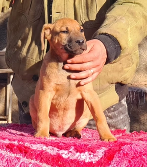 Kamikaze Terier caini de sobolani - imagine 3