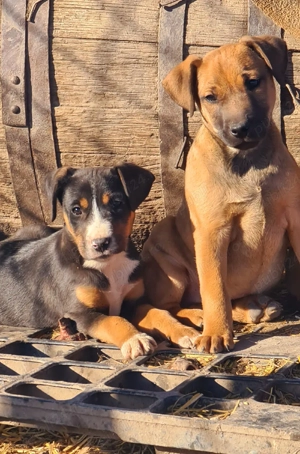 Kamikaze Terier caini de sobolani - imagine 5