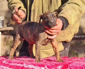 Kamikaze Terier caini de sobolani - imagine 2