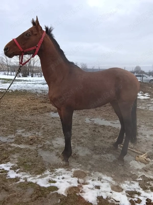 De vânzare cal pur sânge englez .  - imagine 2