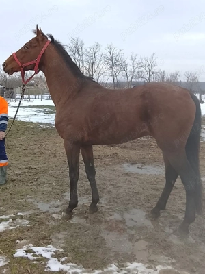 De vânzare cal pur sânge englez .  - imagine 3