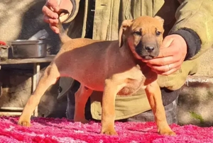 Kamikaze Terier caini de sobolani