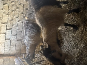 Capre gestante talie mare