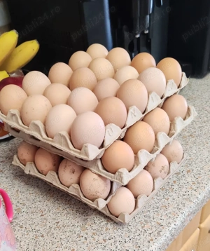 Vand oua de casa 1.5 lei ou