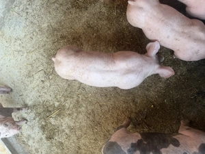 Vând purcei pietrain  - imagine 2