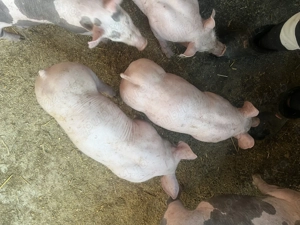 Vând purcei pietrain 