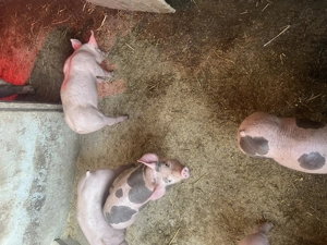 Vând purcei pietrain  - imagine 4