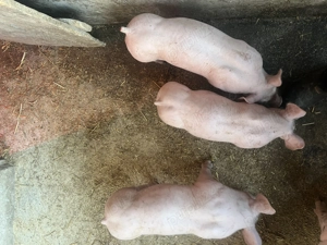 Vând purcei pietrain  - imagine 3