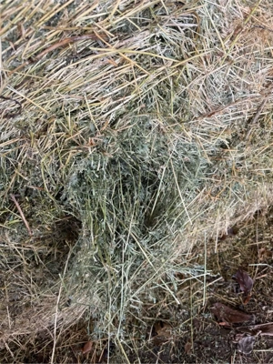 Baloti Lucerna  - imagine 5