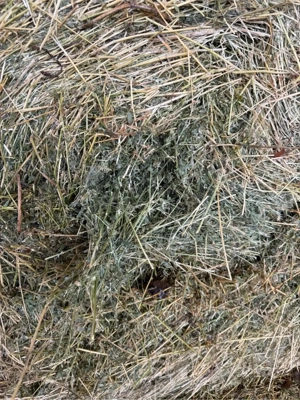 Baloti Lucerna  - imagine 4