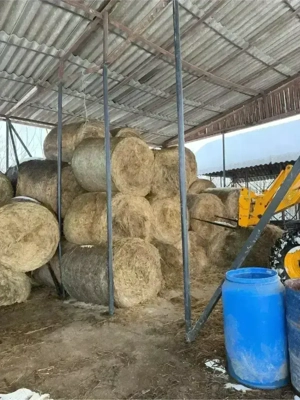 Baloti Lucerna  - imagine 2