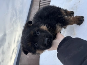  Pui Ciobănesc German disponibili   2 femele & 2 masculi  - imagine 4