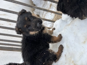 Pui Ciobănesc German disponibili   2 femele & 2 masculi 