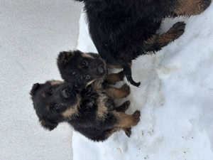  Pui Ciobănesc German disponibili   2 femele & 2 masculi  - imagine 5