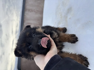  Pui Ciobănesc German disponibili   2 femele & 2 masculi  - imagine 3