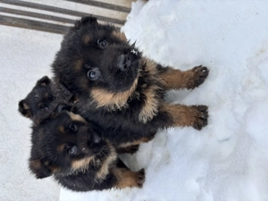  Pui Ciobănesc German disponibili   2 femele & 2 masculi  - imagine 2