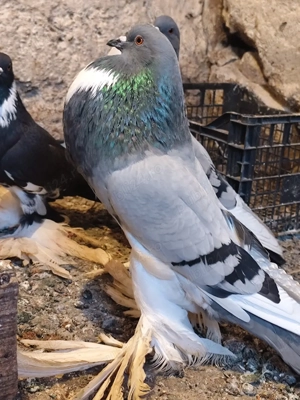 porumbei gușați de pomerania  - imagine 2