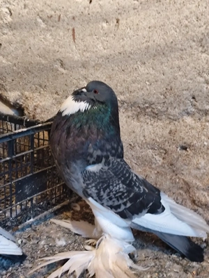 porumbei gușați de pomerania  - imagine 3