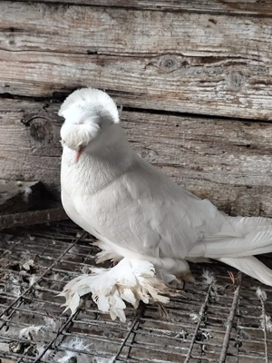 porumbei tobosari - imagine 2