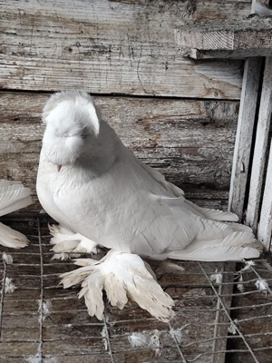 porumbei tobosari - imagine 5