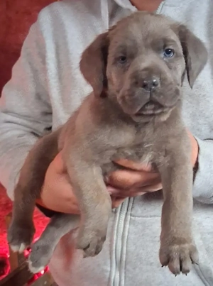 Mascul Cane Corso  - imagine 2