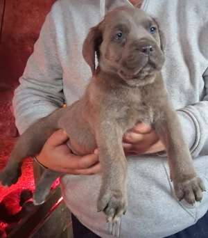 Mascul Cane Corso  - imagine 3