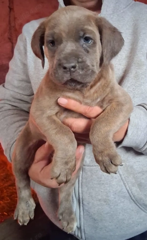 Femela Cane Corso  - imagine 4