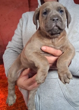Femela Cane Corso  - imagine 2
