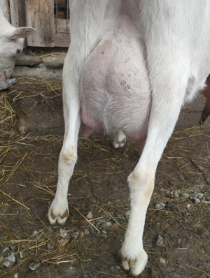 Capre sannen  - imagine 3