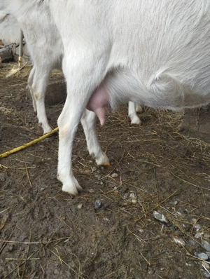 Capre sannen  - imagine 2