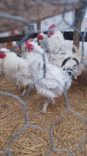 Cocoși frezați.      . - imagine 4