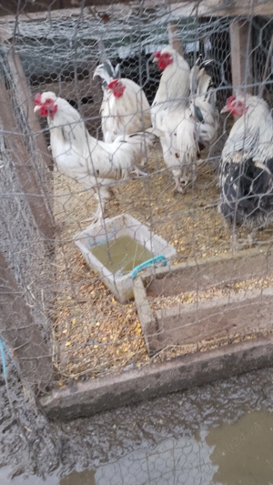 Cocoși frezați.      . - imagine 2