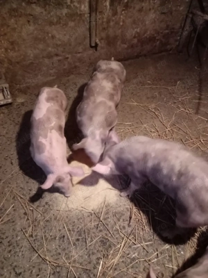 de vanzare - imagine 4