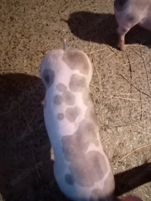 de vanzare - imagine 2