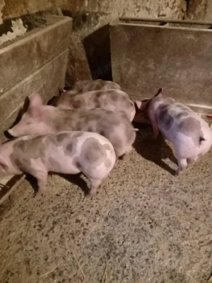 de vanzare - imagine 3