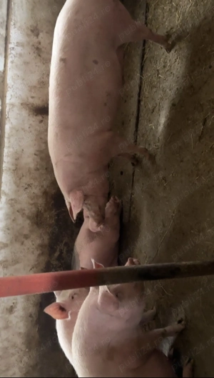 Porci de vânzare  - imagine 2