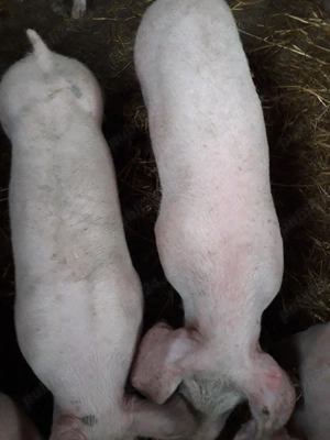 purcei de vânzare  - imagine 2