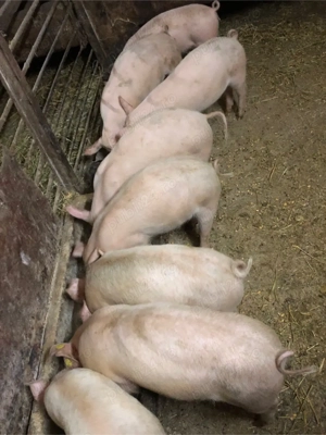 Purcei  15 Săptămani  - imagine 2