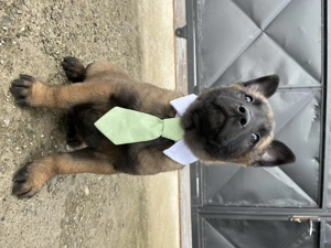 Ciobanesc Belgian Malinois