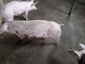 purcei de vânzare  - imagine 3