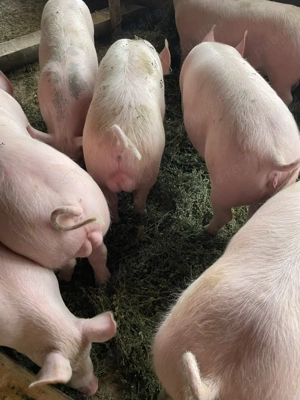 Vand grostei !! - imagine 2